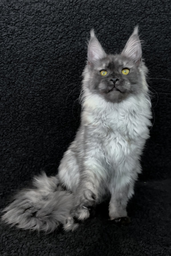 Ryna | Maine Coon Kitten