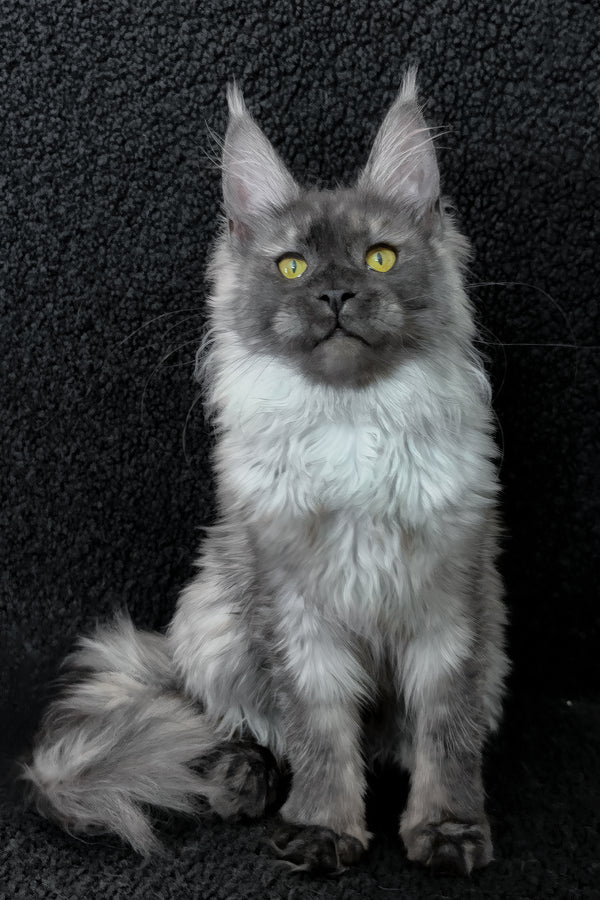 Ryna | Maine Coon Kitten