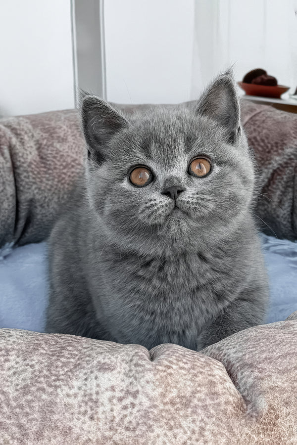 Sacrom | Scottish Straight Kitten