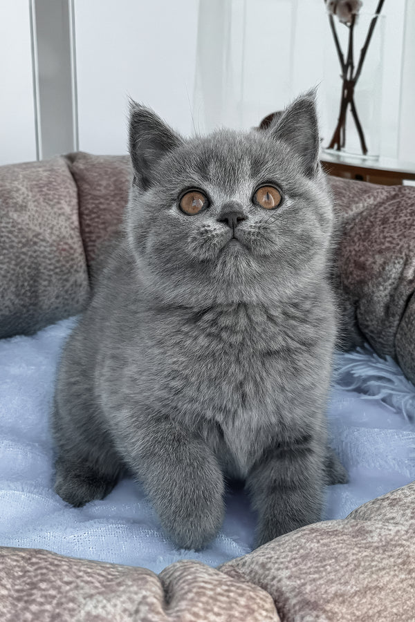 Sacrom | Scottish Straight Kitten