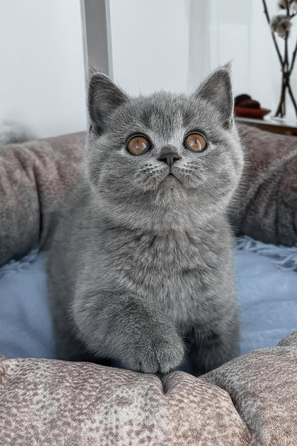 Sacrom | Scottish Straight Kitten