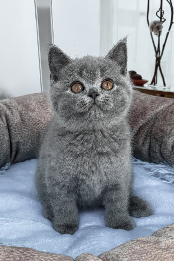 Sacrom | Scottish Straight Kitten