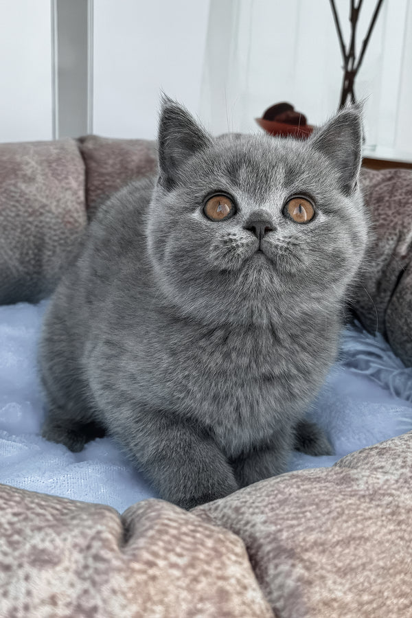 Sacrom | Scottish Straight Kitten