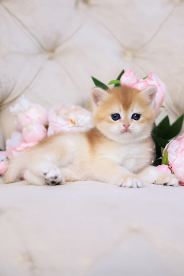 Sacura | British Shorthair Kitten