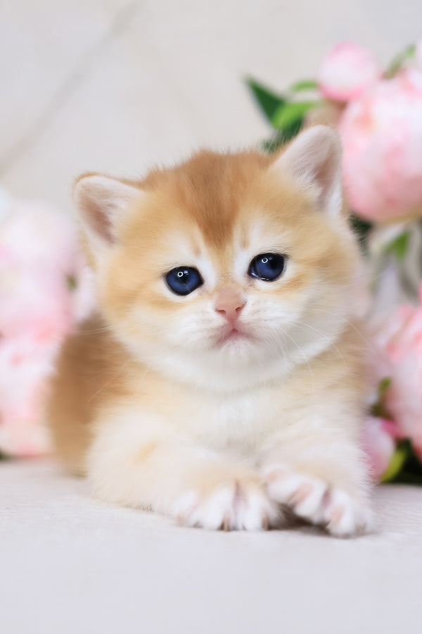 Sacura | British Shorthair Kitten
