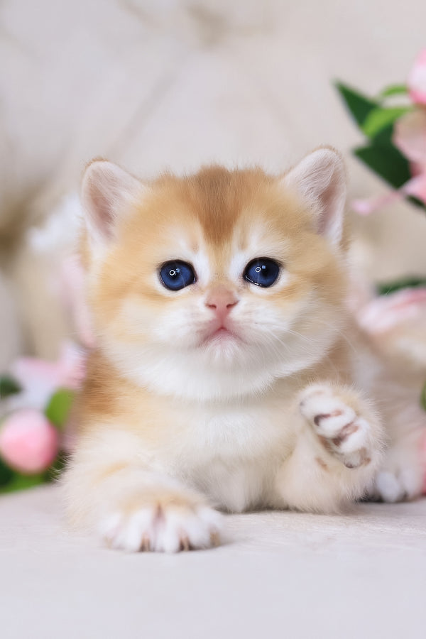 Sacura | British Shorthair Kitten
