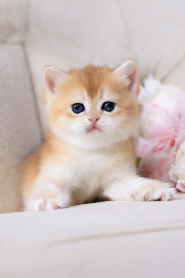 Sacura | British Shorthair Kitten