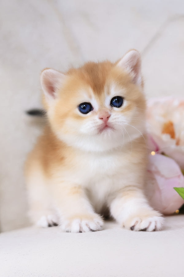Sacura | British Shorthair Kitten
