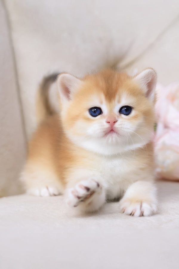 Sacura | British Shorthair Kitten