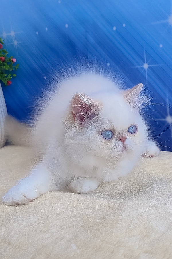 Saffi | Persian Kitten