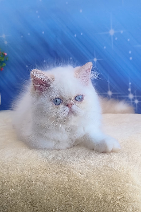 Saffi | Persian Kitten