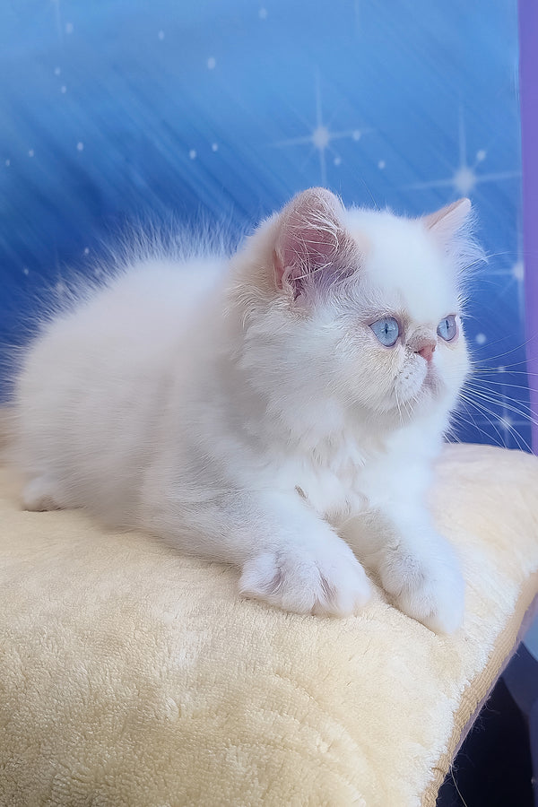 Saffi | Persian Kitten
