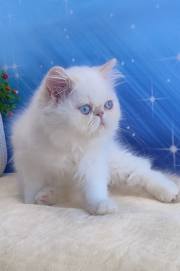 Saffi | Persian Kitten