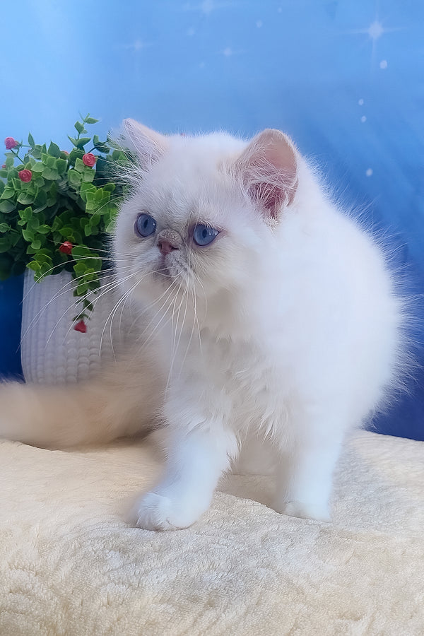 Saffi | Persian Kitten