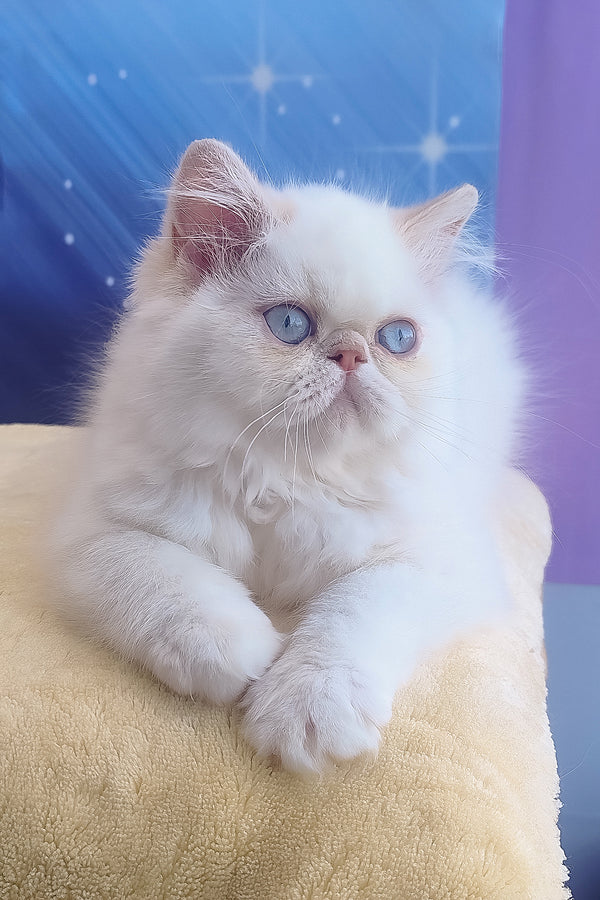 Saffi | Persian Kitten