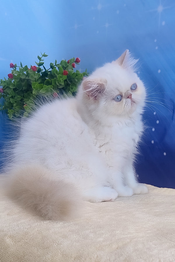 Saffi | Persian Kitten