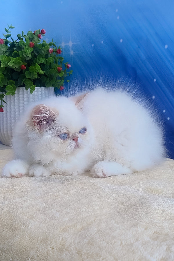 Saffi | Persian Kitten