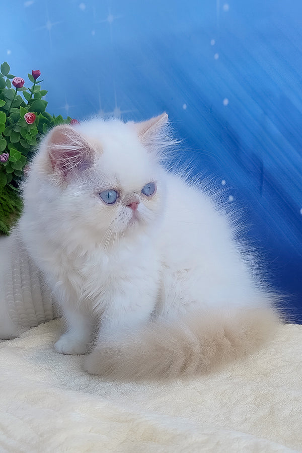 Saffi | Persian Kitten