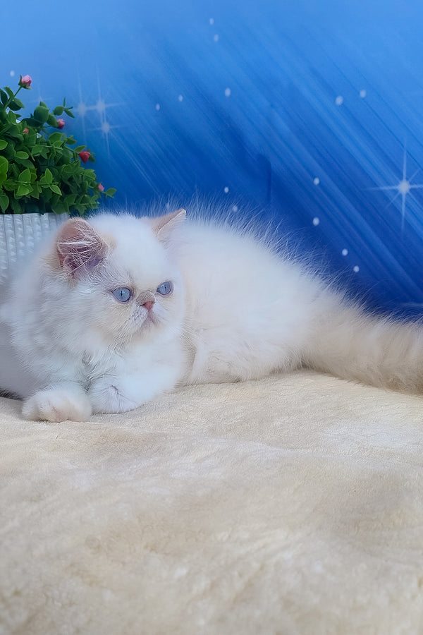 Saffi | Persian Kitten