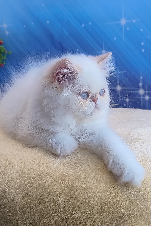 Saffi | Persian Kitten