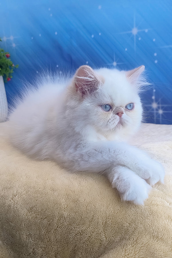 Saffi | Persian Kitten