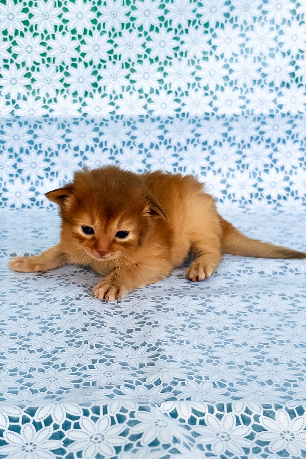 Sakura | Somali Kitten