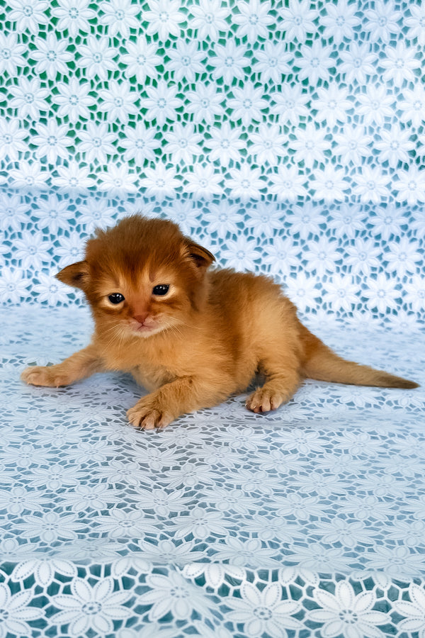 Sakura | Somali Kitten