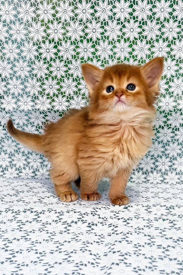 Sakura | Somali Kitten