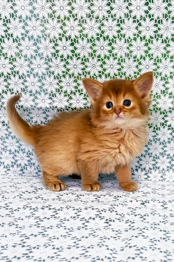 Sakura | Somali Kitten