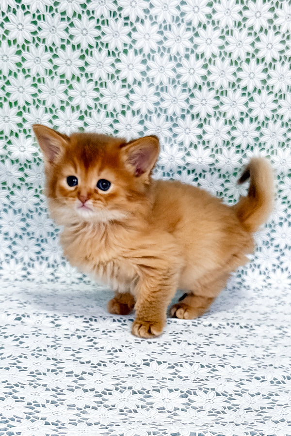 Sakura | Somali Kitten