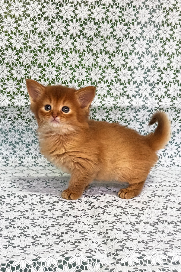 Sakura | Somali Kitten