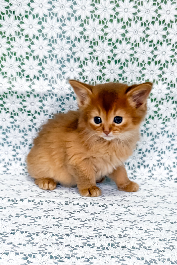 Sakura | Somali Kitten