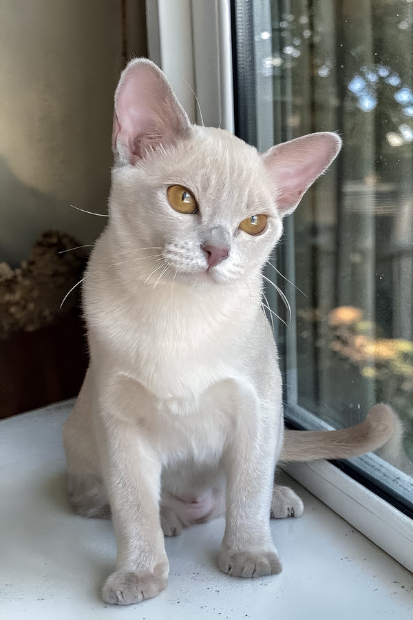 Sakura | European Burmese Kitten
