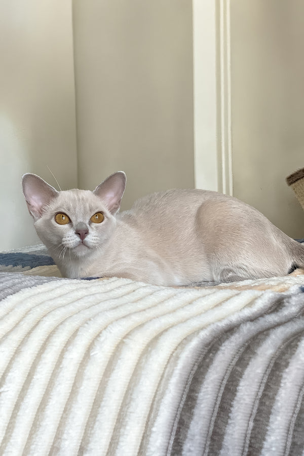 Sakura | European Burmese Kitten