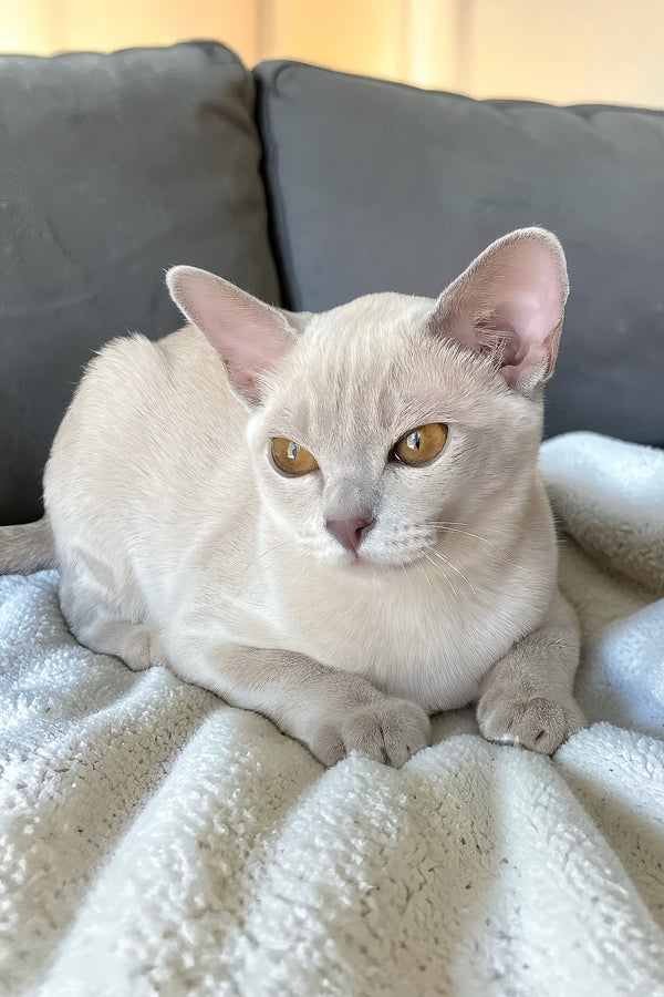 Sakura | European Burmese Kitten