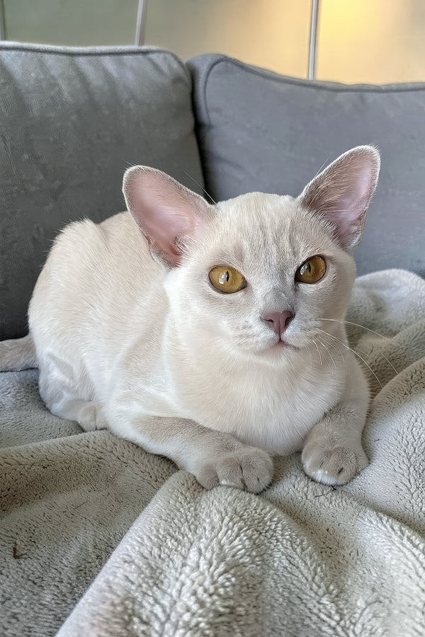 Sakura | European Burmese Kitten