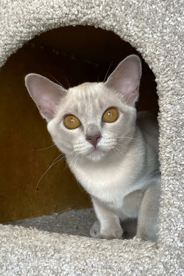 Sakura | European Burmese Kitten