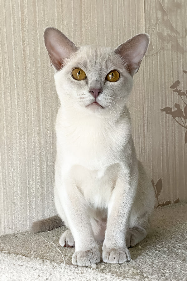 Sakura | European Burmese Kitten
