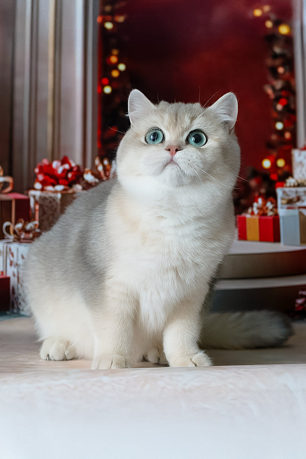 Samanta | British Shorthair Kitten