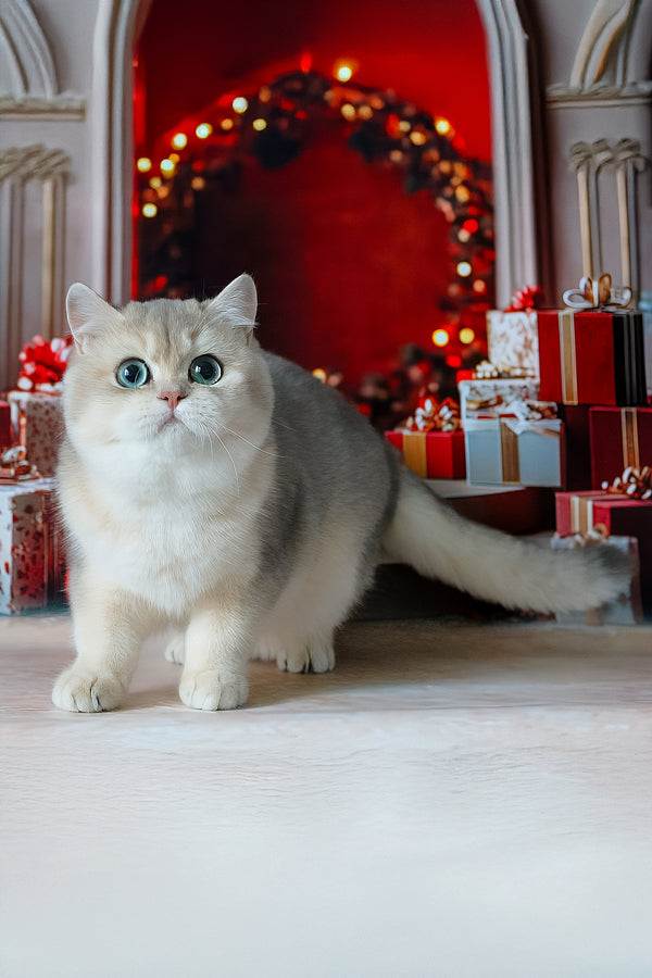 Samanta | British Shorthair Kitten