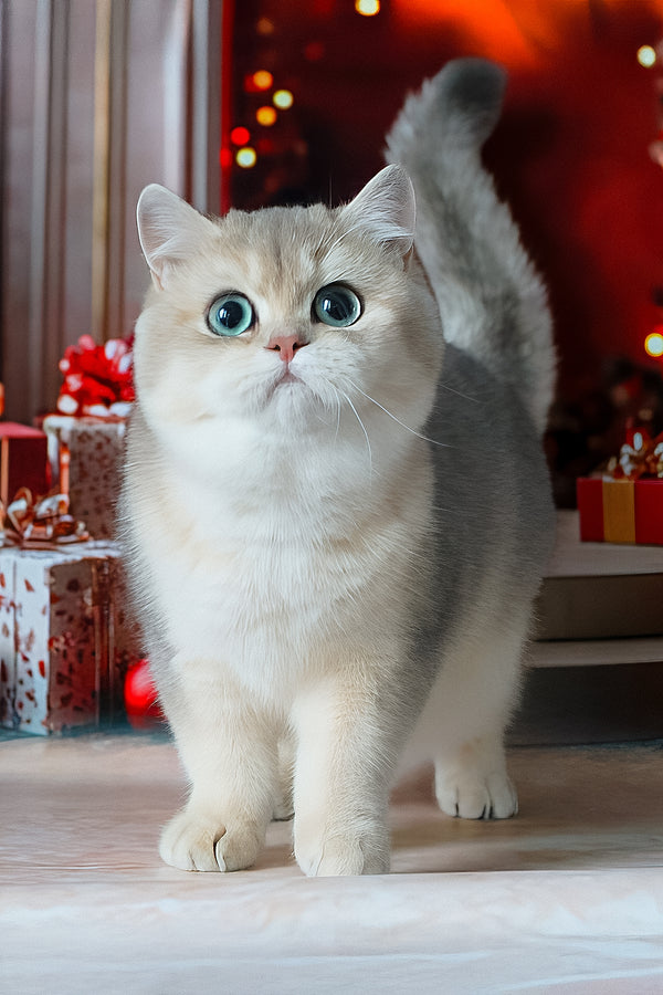 Samanta | British Shorthair Kitten