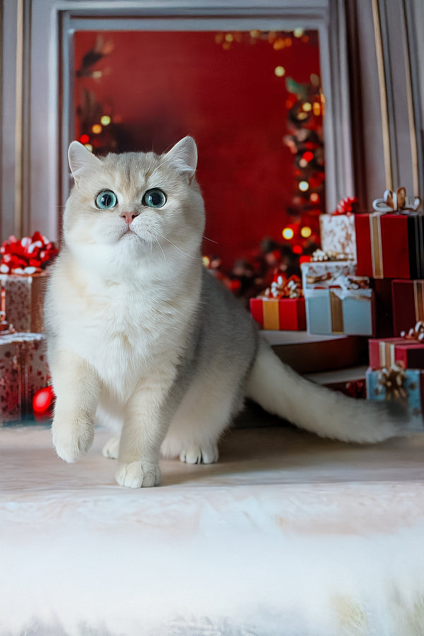 Samanta | British Shorthair Kitten