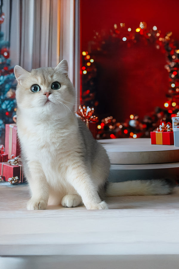 Samanta | British Shorthair Kitten