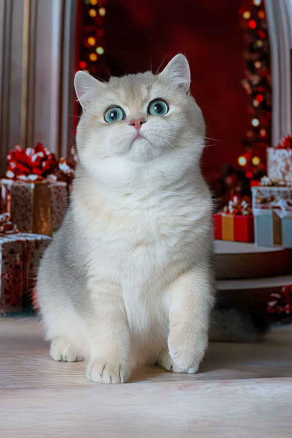 Samanta | British Shorthair Kitten