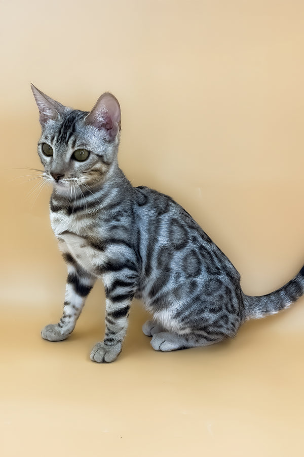 Samantha | Bengal Kitten