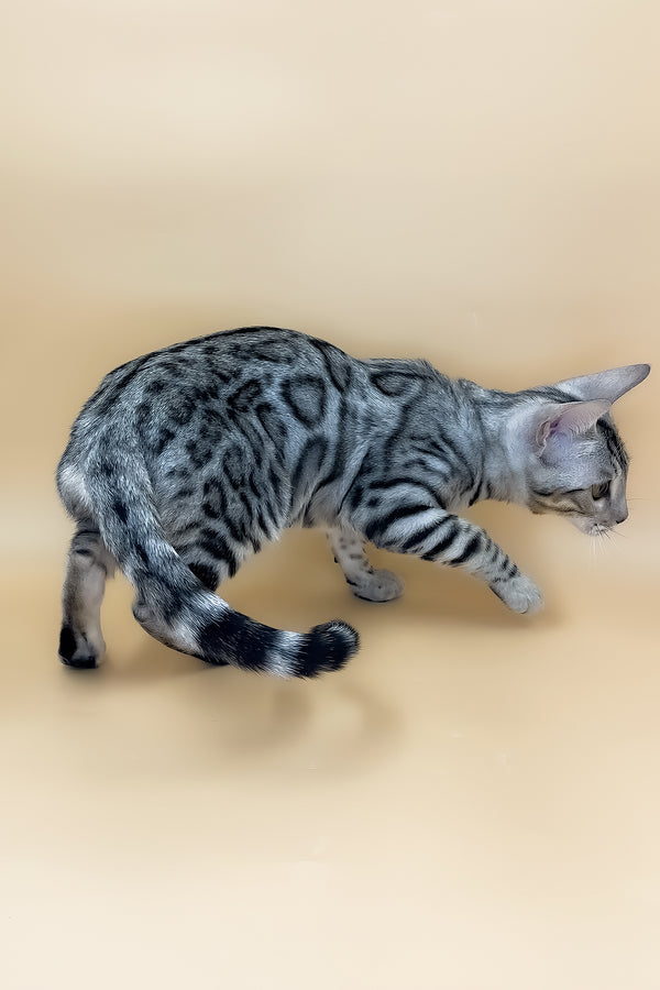 Samantha | Bengal Kitten