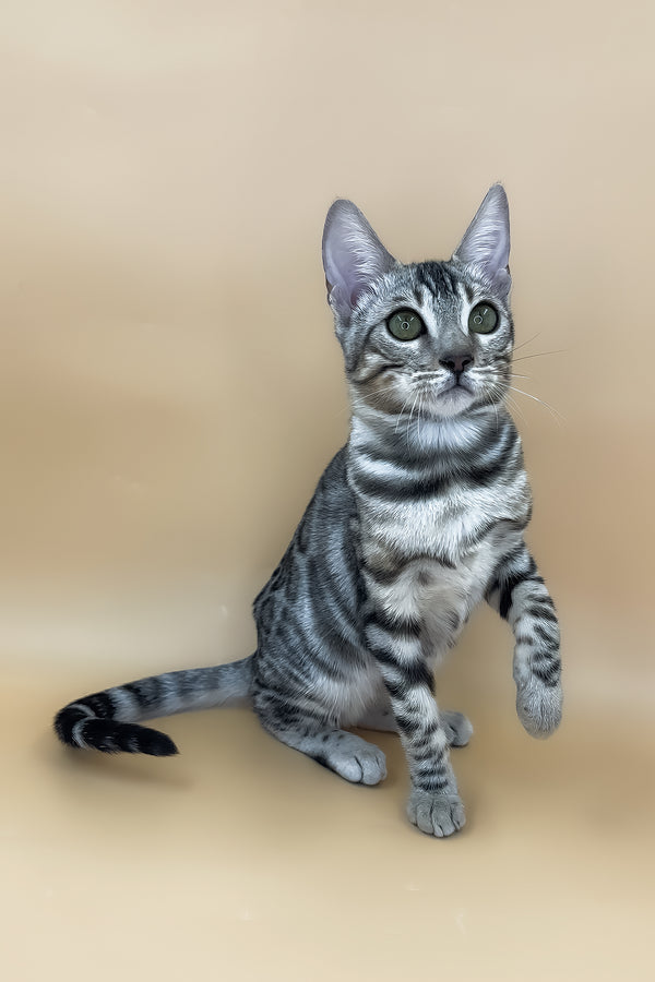 Samantha | Bengal Kitten