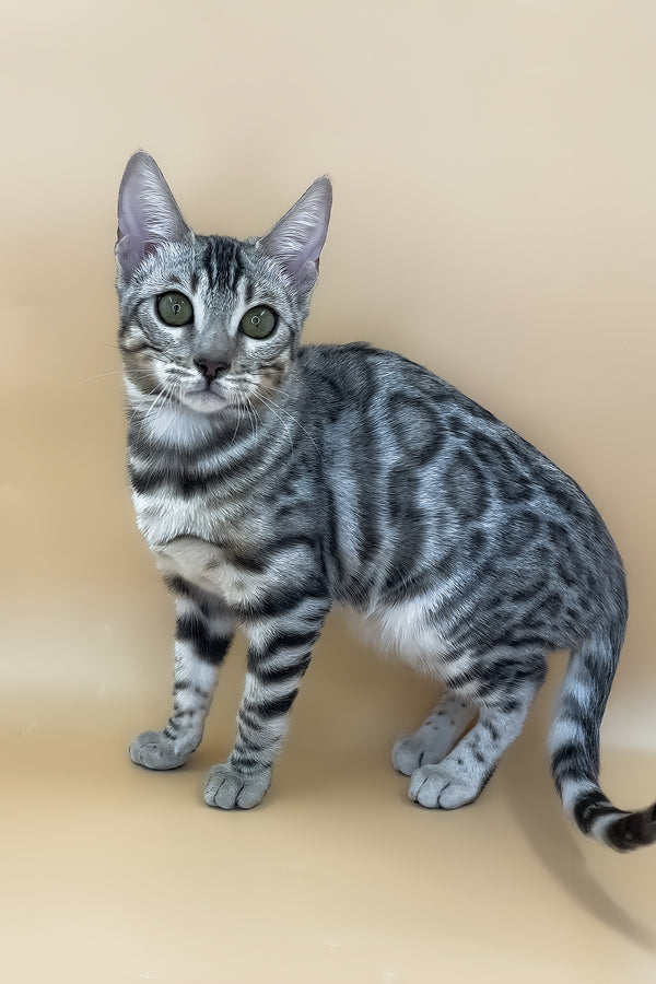 Samantha | Bengal Kitten