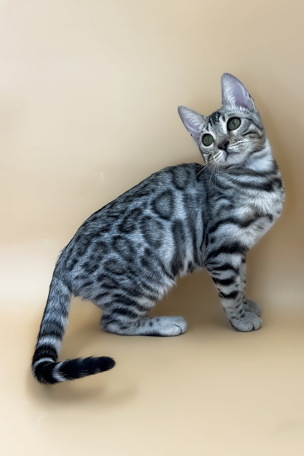 Samantha | Bengal Kitten