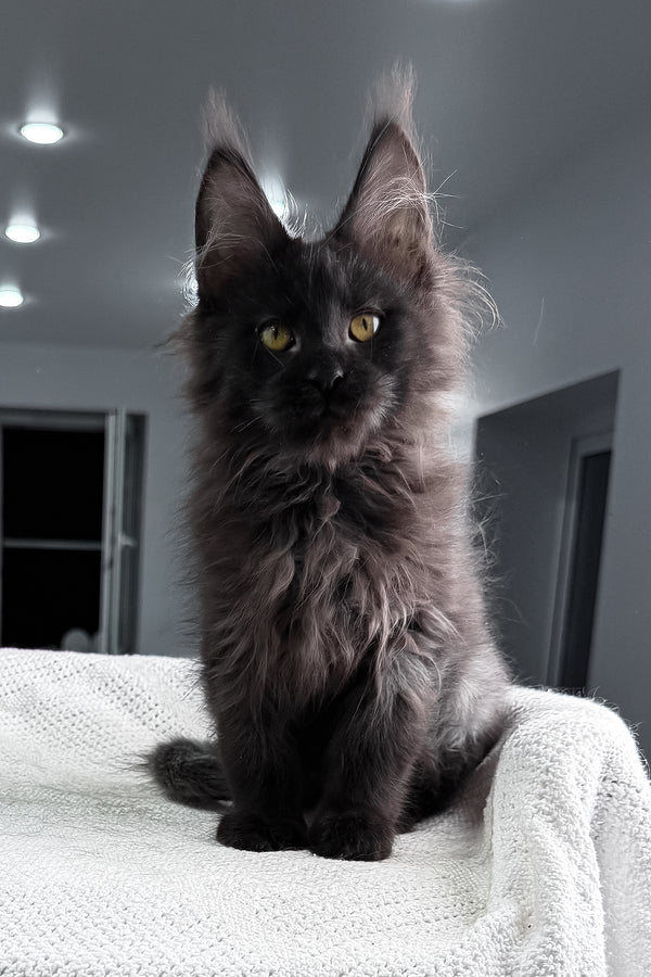 Samira | Maine Coon Kitten